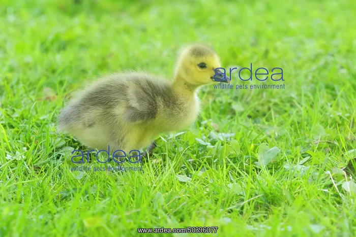 : Canada Goose, young gosling standing on a park meadow : Canada Goose, young gosling standing on a park meadow