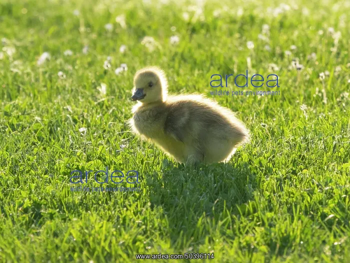 : Canada Goose, young gosling standing on a park meadow : Canada Goose, young gosling standing on a park meadow