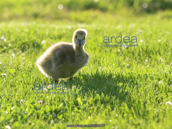 : Canada Goose, young gosling standing on a park meadow : Canada Goose, young gosling standing on a park meadow