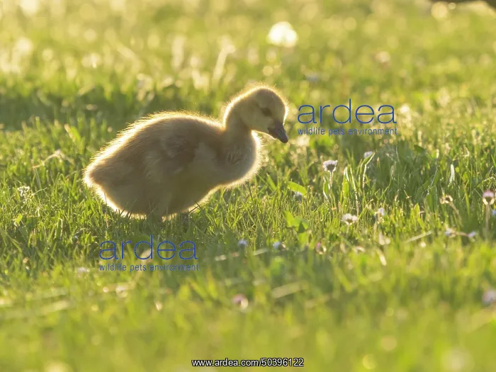 : Canada Goose, young gosling standing on a park meadow : Canada Goose, young gosling standing on a park meadow