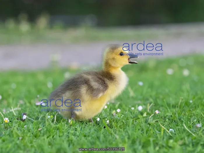 : Canada Goose, young gosling standing on a park meadow : Canada Goose, young gosling standing on a park meadow