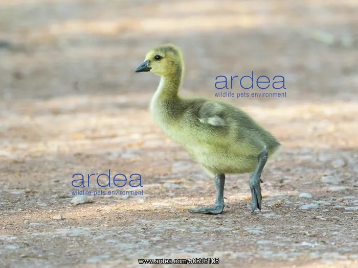 : Canada Goose, young gosling standing on a park pathway : Canada Goose, young gosling standing on a park pathway