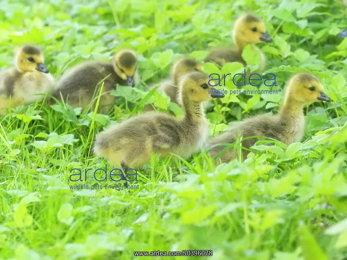 : Canada Goose, young goslings on a park meadow : Canada Goose, young goslings on a park meadow