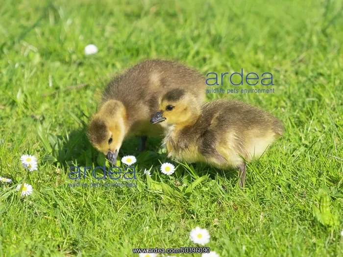 : Canada Goose, two young goslings on a park meadow searching for food : Canada Goose, two young goslings on a park meadow searching for food
