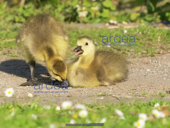 : Canada Goose, two young goslings on a park path : Canada Goose, two young goslings on a park path