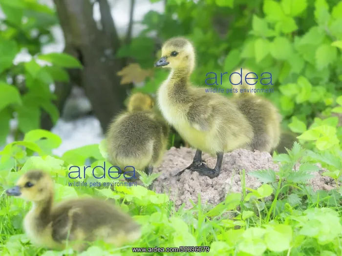 : Canada Goose, young goslings resting on the side of a lake : Canada Goose, young goslings resting on the side of a lake