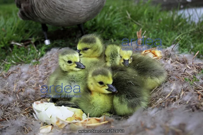 : Canada Goose Young on Nest -Newly hatched from eggs : Canada Goose Young on Nest -Newly hatched from eggs