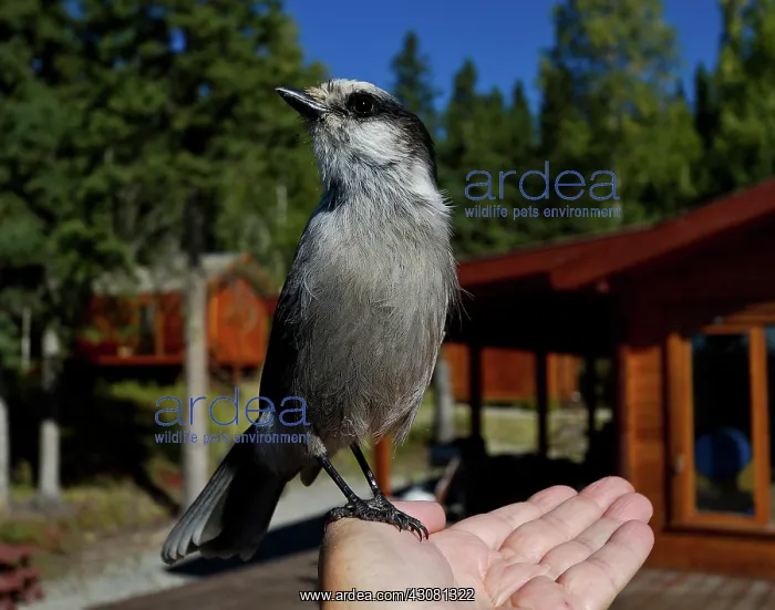 : Canada or Gray Jay : Canada or Gray Jay