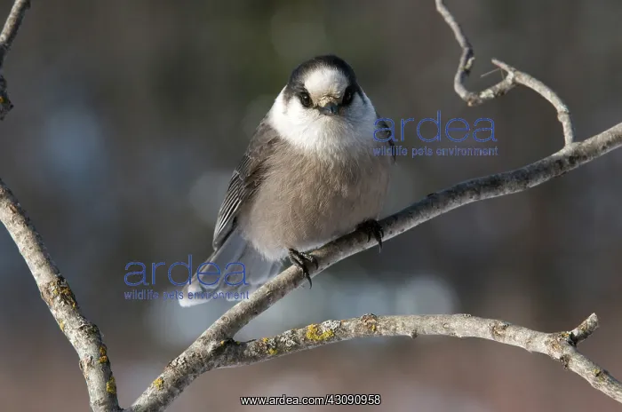 : Canada or Gray Jay : Canada or Gray Jay