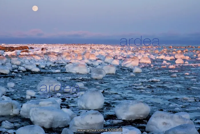 : Canada, Hudson Bay. Sunset and full moon : Canada, Hudson Bay. Sunset and full moon