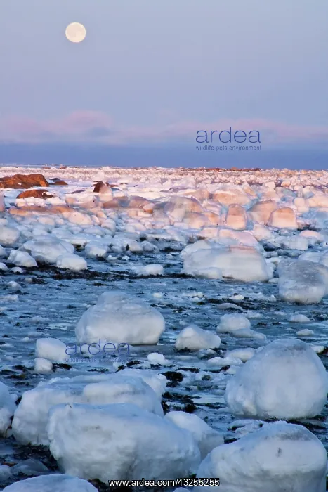 : Canada, Hudson Bay. Sunset and full moon : Canada, Hudson Bay. Sunset and full moon