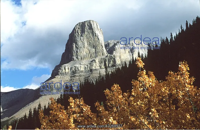 : CANADA - Jasper National Park - Roche Miette, East of Jasper : CANADA - Jasper National Park - Roche Miette, East of Jasper