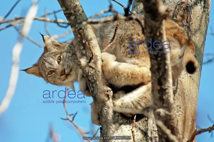 : Canada lynx or Canadian lynx (Lynx canadensis) in : Canada lynx or Canadian lynx (Lynx canadensis) in