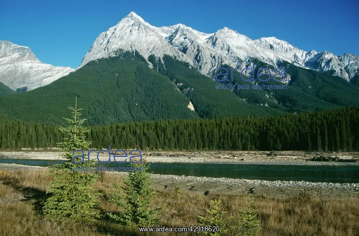 : Canada - Main Valley, Kootenay National Park, British : Canada - Main Valley, Kootenay National Park, British