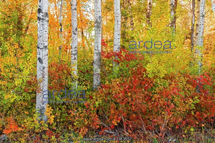 : Canada, Manitoba. Autumn colors Hecla-Grindstone : Canada, Manitoba. Autumn colors Hecla-Grindstone