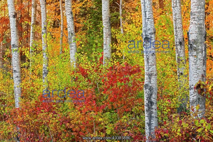 : Canada, Manitoba. Autumn colors Hecla-Grindstone : Canada, Manitoba. Autumn colors Hecla-Grindstone