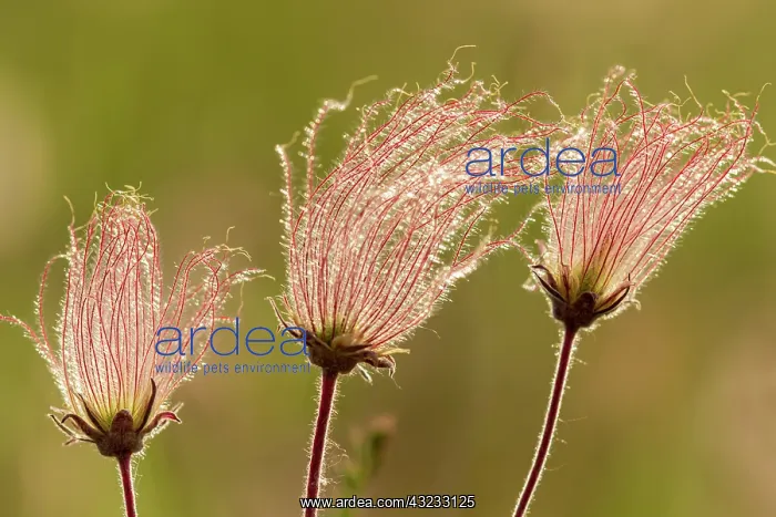 : Canada, Manitoba, Birds Hill Provincial Park. Flowers : Canada, Manitoba, Birds Hill Provincial Park. Flowers