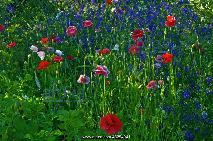 : Canada, Manitoba, Brandon. Poppies and other : Canada, Manitoba, Brandon. Poppies and other
