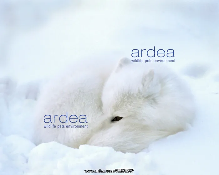 : Canada, Manitoba, Churchill. Artic fox with : Canada, Manitoba, Churchill. Artic fox with