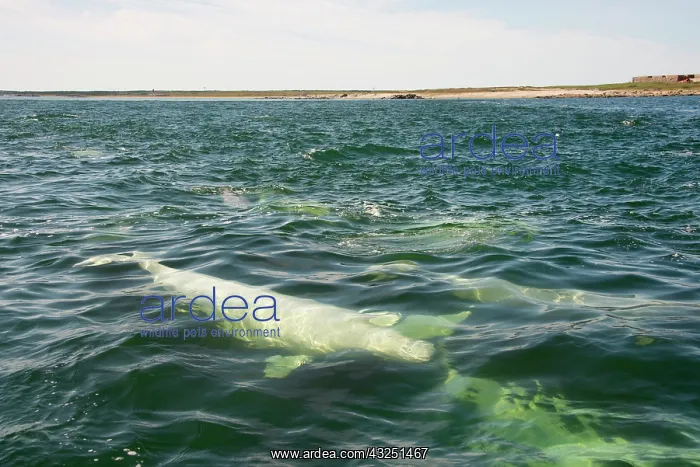 : Canada, Manitoba, Churchill. Beluga whales : Canada, Manitoba, Churchill. Beluga whales