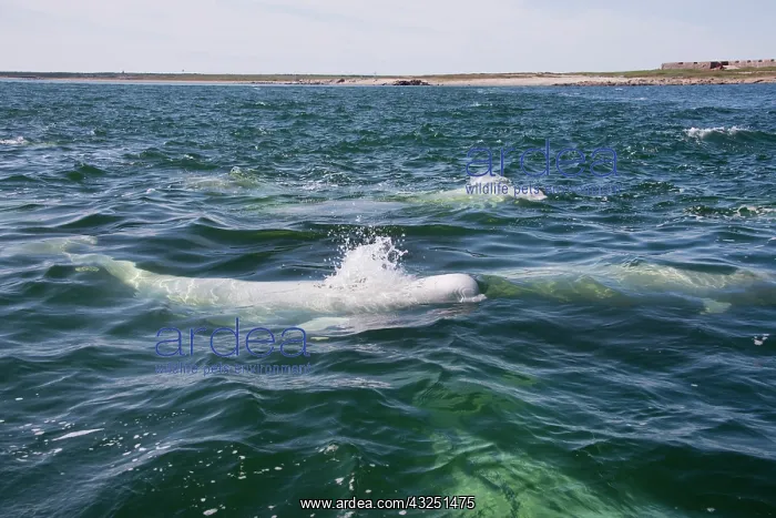 : Canada, Manitoba, Churchill. Beluga whales : Canada, Manitoba, Churchill. Beluga whales