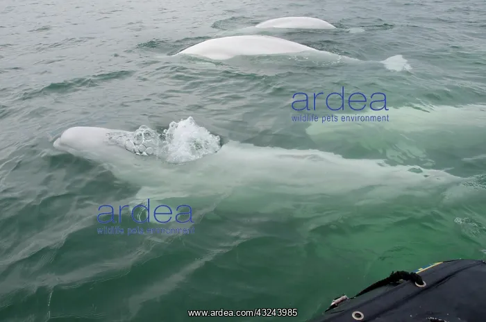 : Canada, Manitoba, Churchill. Churchill River : Canada, Manitoba, Churchill. Churchill River