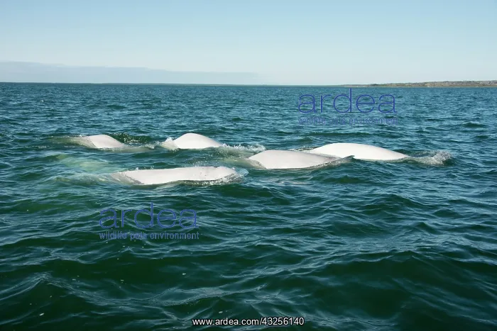 : Canada, Manitoba, Churchill. Churchill River : Canada, Manitoba, Churchill. Churchill River