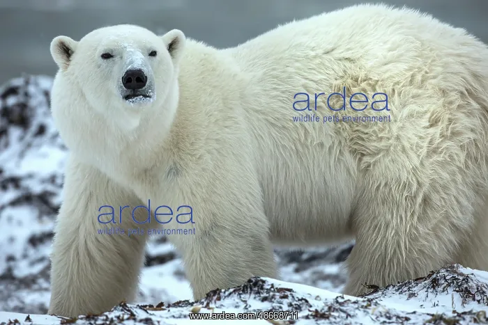 : Canada, Manitoba, Churchill. Male polar bear close-up. ic Ji : Canada, Manitoba, Churchill. Male polar bear close-up. ic Ji