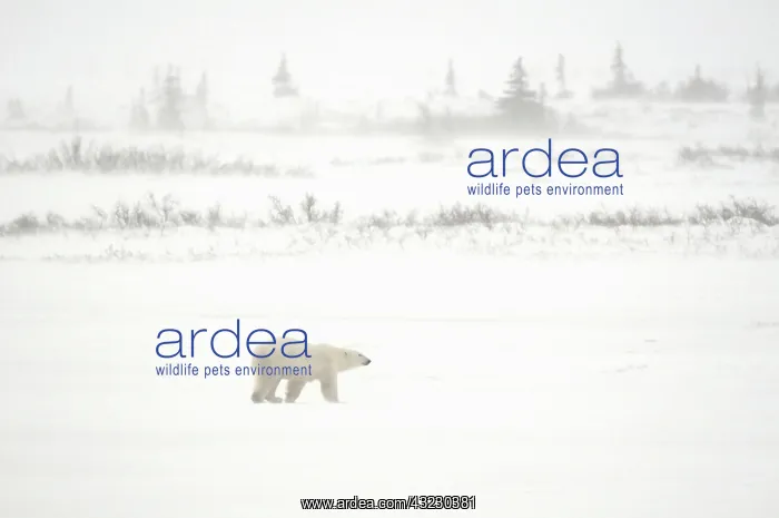 : Canada, Manitoba, Churchill. Polar bear : Canada, Manitoba, Churchill. Polar bear