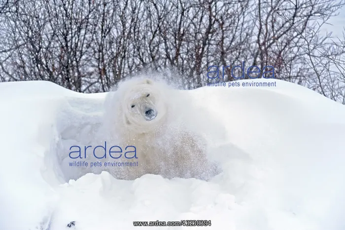 : Canada, Manitoba, Churchill. Polar bear : Canada, Manitoba, Churchill. Polar bear