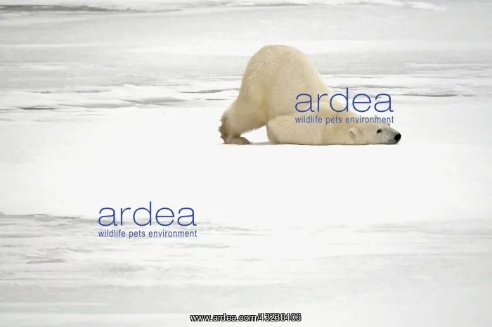 : Canada, Manitoba, Churchill. Polar bear : Canada, Manitoba, Churchill. Polar bear