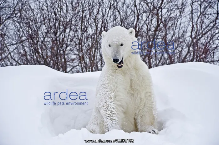 : Canada, Manitoba, Churchill. Polar bear : Canada, Manitoba, Churchill. Polar bear