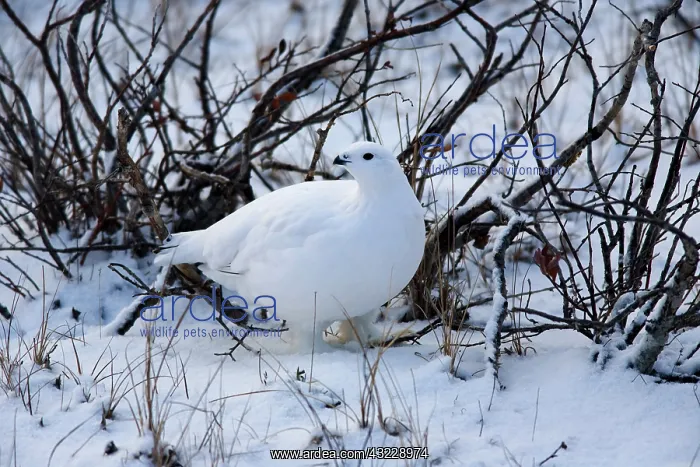 : Canada, Manitoba, Churchill Willow Ptarmigan : Canada, Manitoba, Churchill Willow Ptarmigan