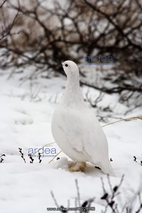 : Canada, Manitoba, Churchill Willow Ptarmigan : Canada, Manitoba, Churchill Willow Ptarmigan