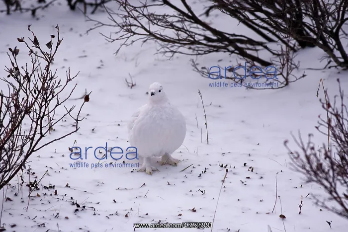: Canada, Manitoba, Churchill Willow Ptarmigan : Canada, Manitoba, Churchill Willow Ptarmigan