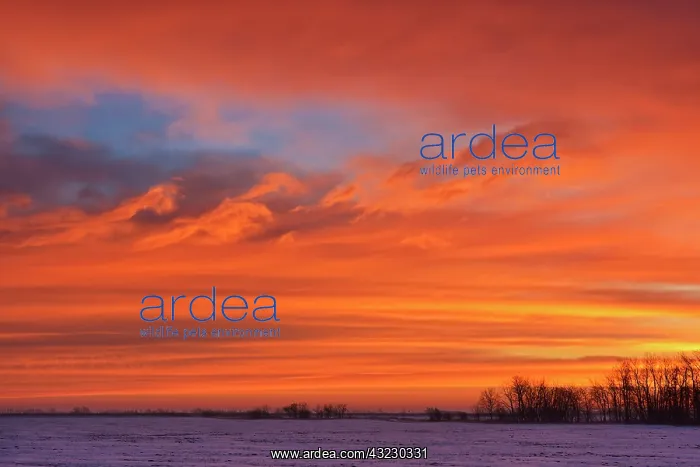 : Canada, Manitoba, Deacon's Corner. Sunrise : Canada, Manitoba, Deacon's Corner. Sunrise