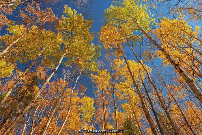 : Canada, Manitoba, Duck Mountain Provincial Park : Canada, Manitoba, Duck Mountain Provincial Park