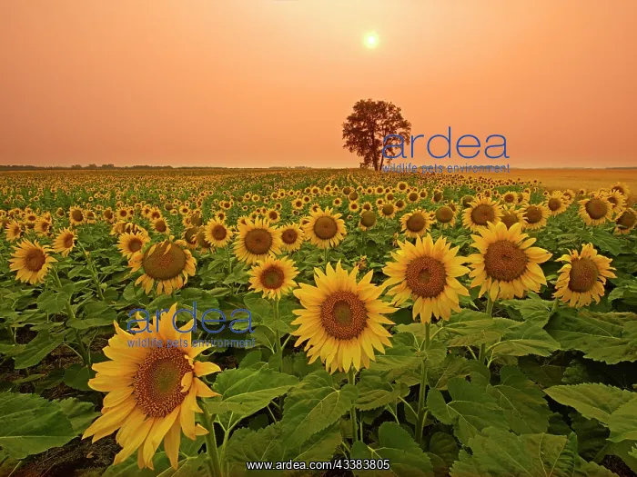 : Canada, Manitoba, Dugald. Field of sunflowers and : Canada, Manitoba, Dugald. Field of sunflowers and