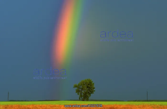 : Canada, Manitoba, Dugald. Rainbow and cottonwood : Canada, Manitoba, Dugald. Rainbow and cottonwood