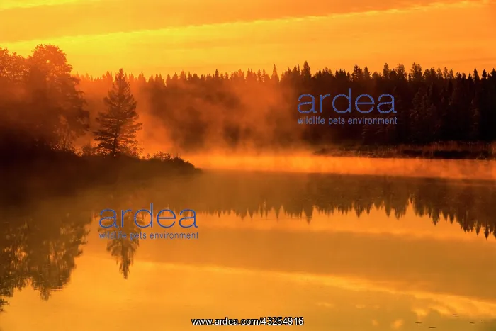 : Canada, Manitoba. Fog at sunrise over Whiteshell : Canada, Manitoba. Fog at sunrise over Whiteshell