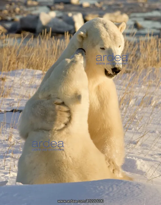 : Canada, Manitoba, Hudson Bay, Churchill : Canada, Manitoba, Hudson Bay, Churchill