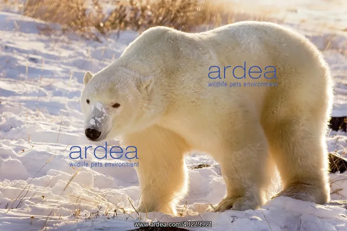 : Canada, Manitoba, Hudson Bay, Churchill : Canada, Manitoba, Hudson Bay, Churchill