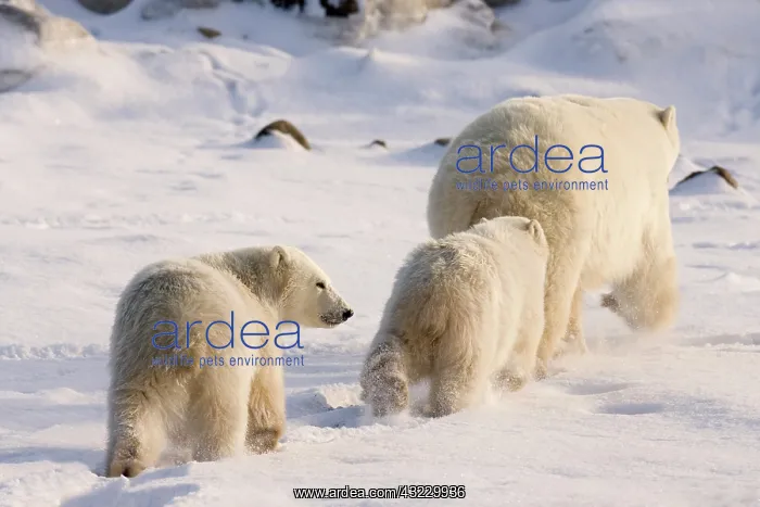 : Canada, Manitoba, Hudson Bay, Churchill : Canada, Manitoba, Hudson Bay, Churchill