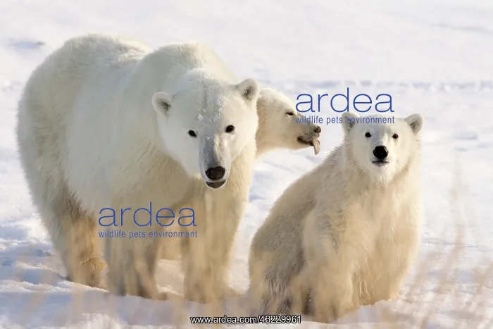 : Canada, Manitoba, Hudson Bay, Churchill : Canada, Manitoba, Hudson Bay, Churchill