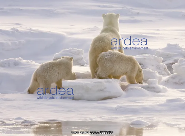: Canada, Manitoba, Hudson Bay, Churchill : Canada, Manitoba, Hudson Bay, Churchill