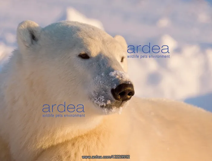 : Canada, Manitoba, Hudson Bay, Churchill : Canada, Manitoba, Hudson Bay, Churchill
