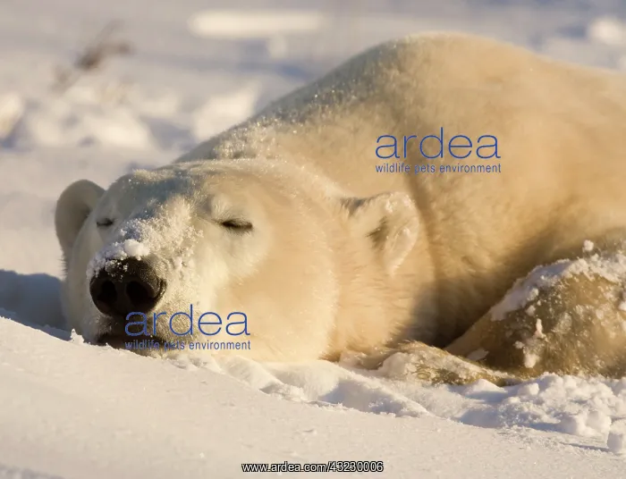 : Canada, Manitoba, Hudson Bay, Churchill : Canada, Manitoba, Hudson Bay, Churchill