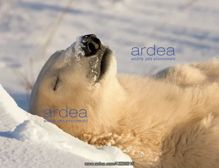: Canada, Manitoba, Hudson Bay, Churchill : Canada, Manitoba, Hudson Bay, Churchill