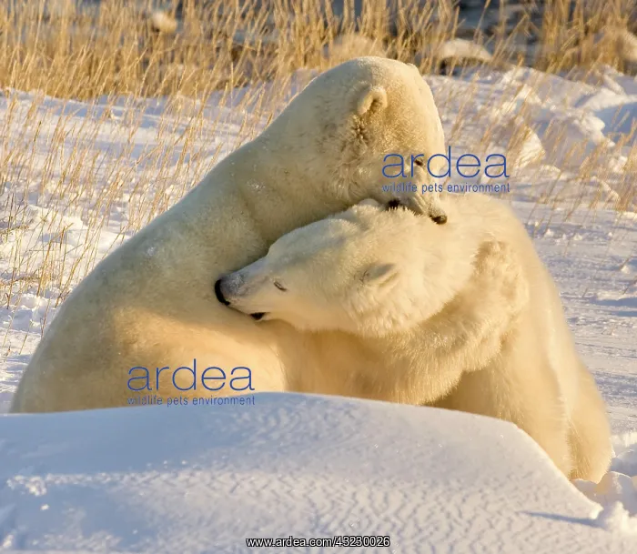 : Canada, Manitoba, Hudson Bay, Churchill : Canada, Manitoba, Hudson Bay, Churchill
