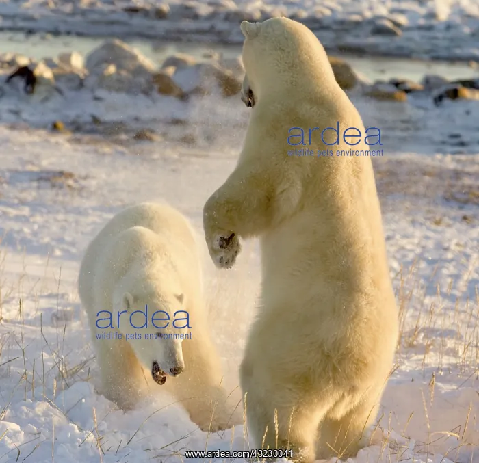  : Canada, Manitoba, Hudson Bay, Churchill